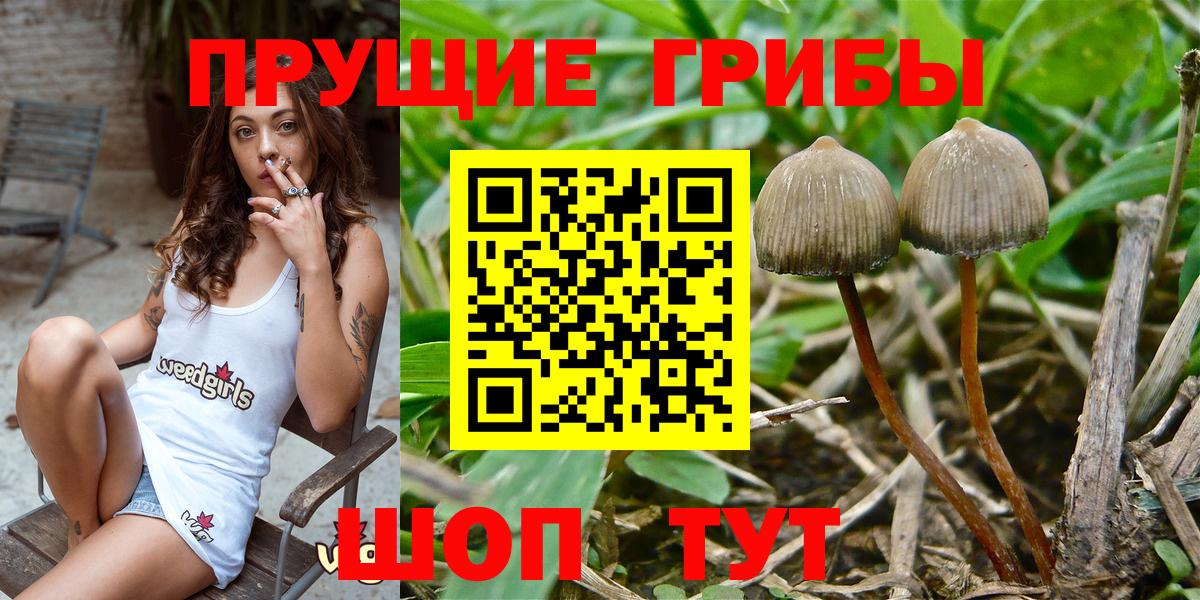 Саянск  Галлюциногенные грибы Psilocybine cubensis  сколько стоит  Псилоцибиновые грибы мухоморы  Вход с VPN 